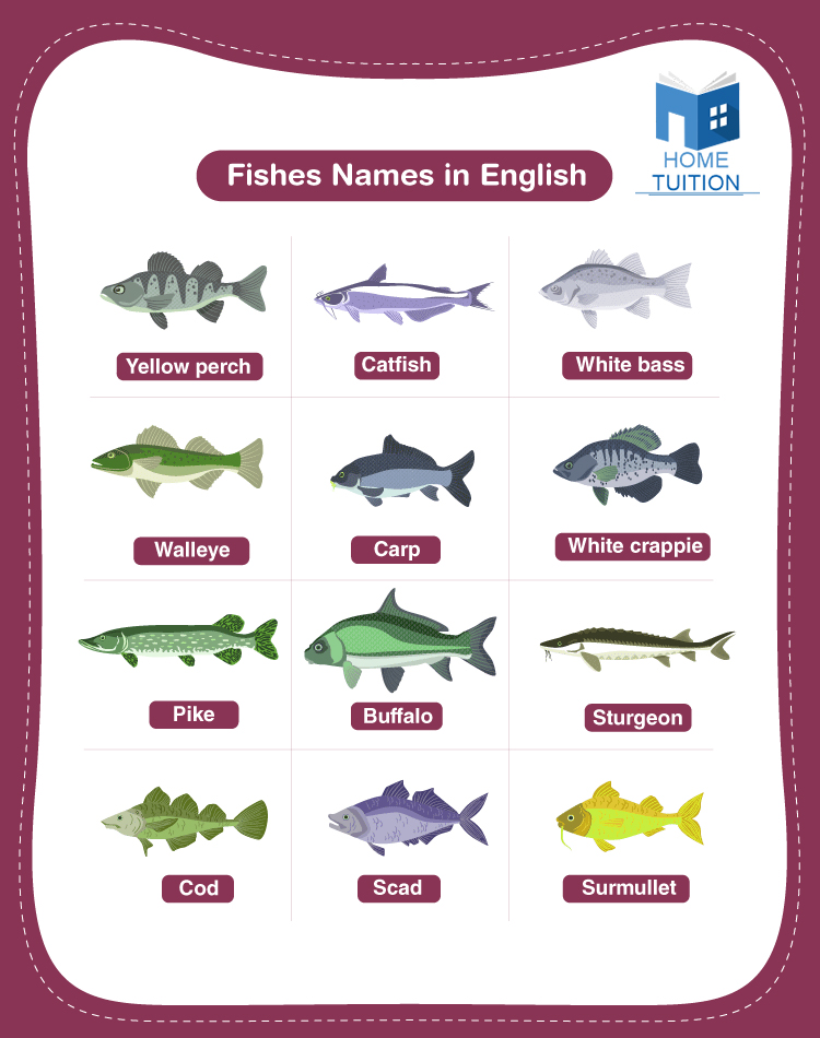 Fish Images With Names