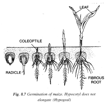 Maize grain (Hypogeal)