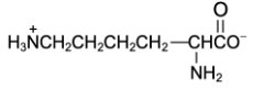 amino acid