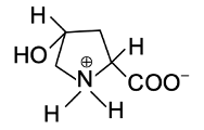 amino acid