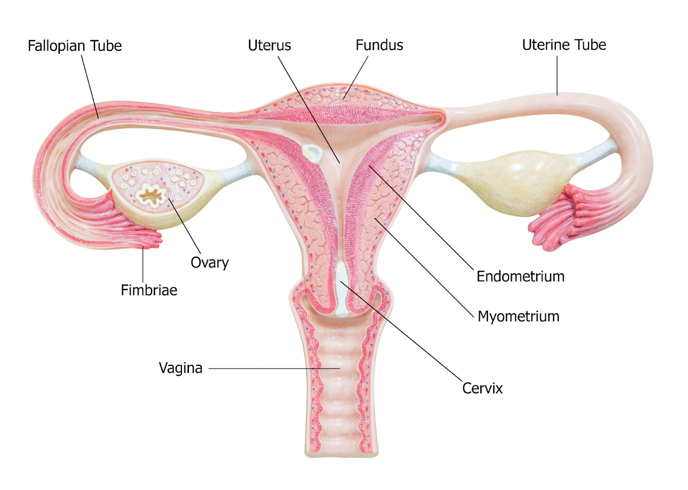 Figure- Female reproductive tract