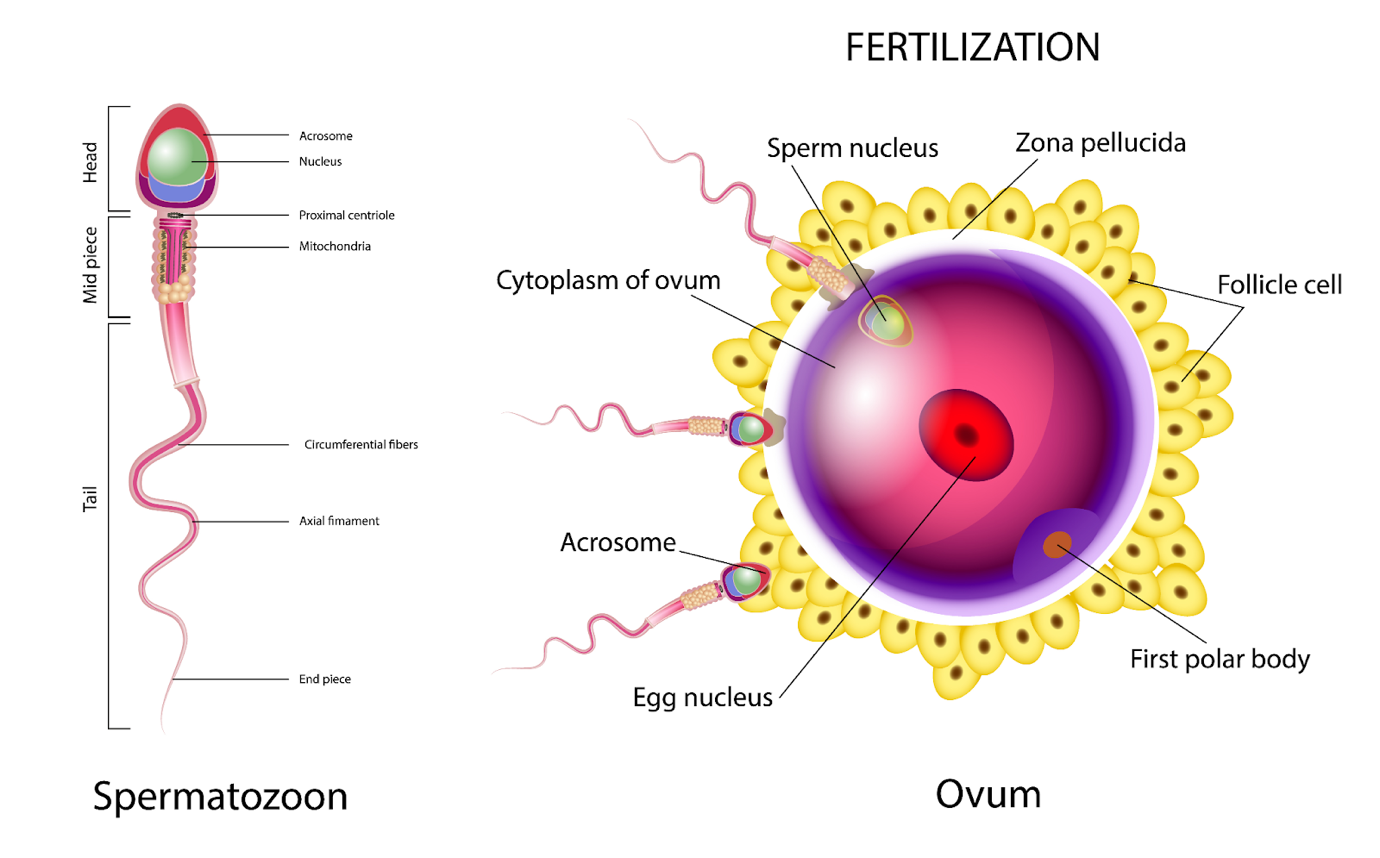 Fertilization in Human