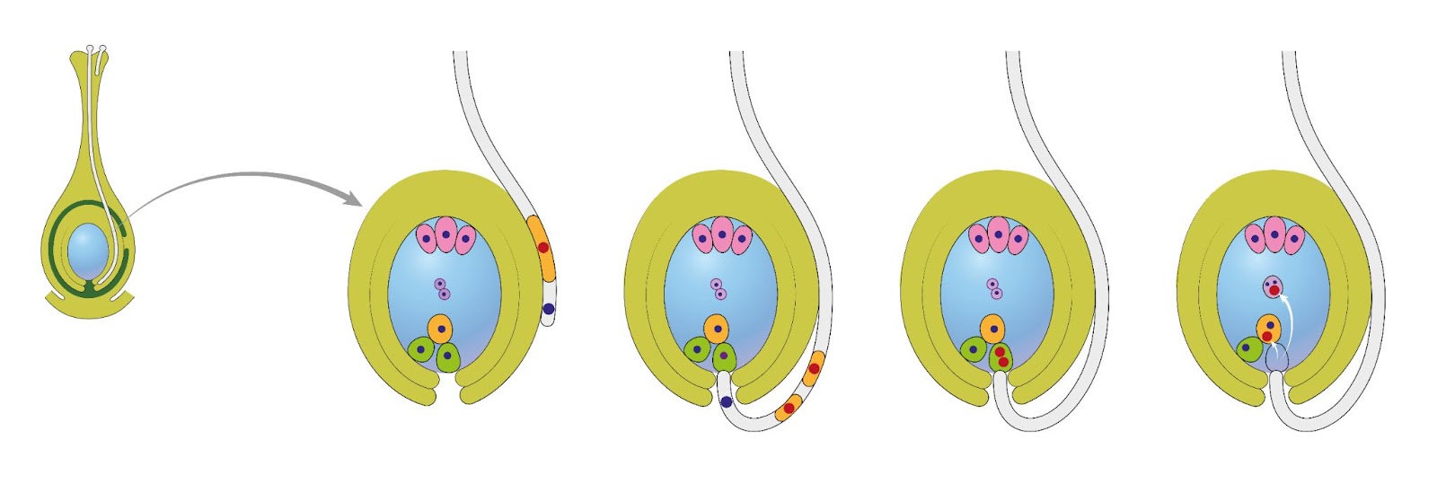 Fertilization in ovary of plant