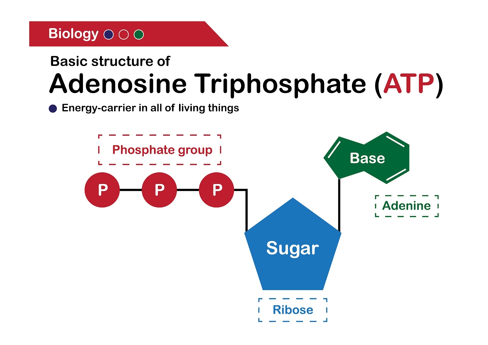 ATP structure