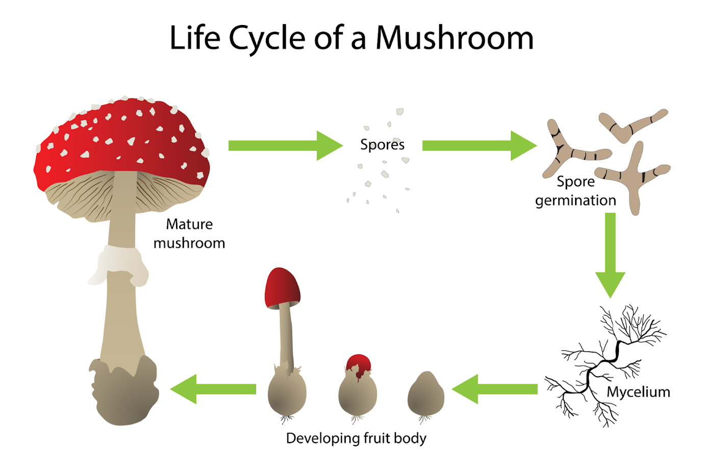 Mushroom a fungi