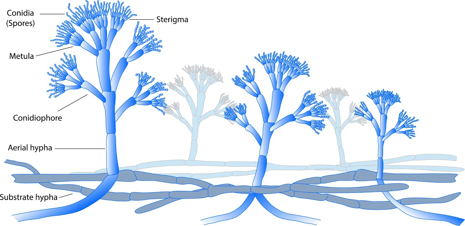 Penicillium an example of fungi