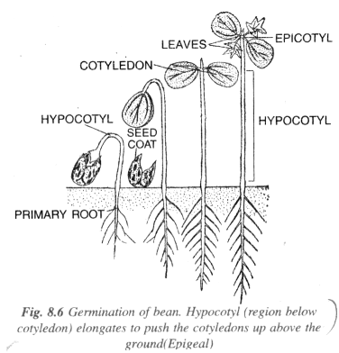 Bean seed (Epigeal)