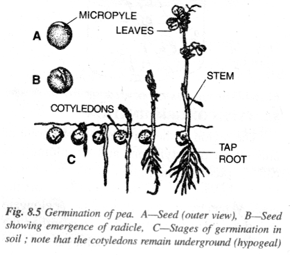 Pea seed (Hypogeal)