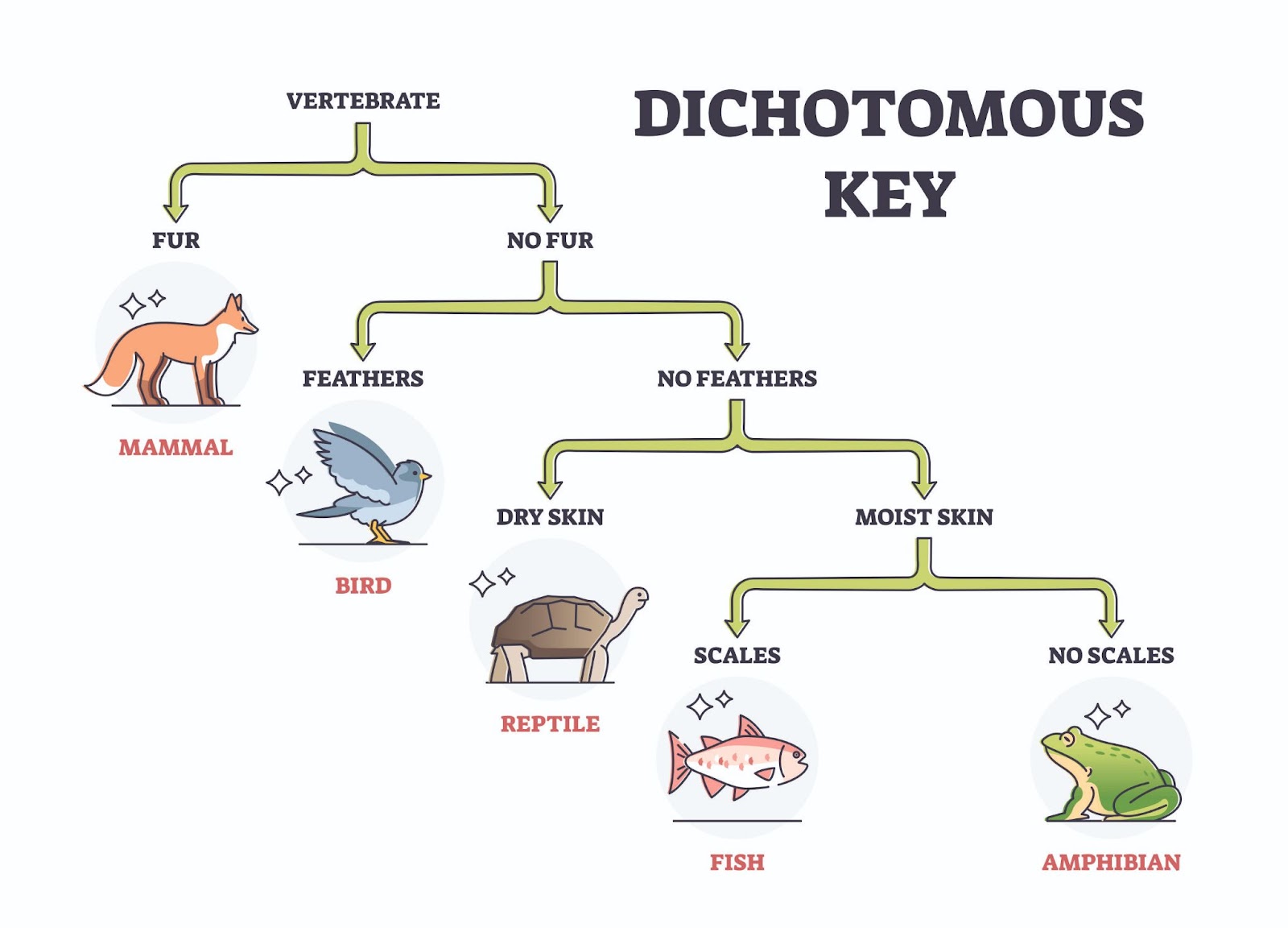 dichotomous keys