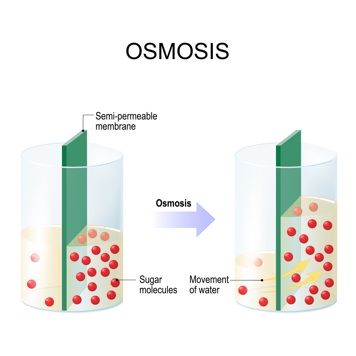 osmosis