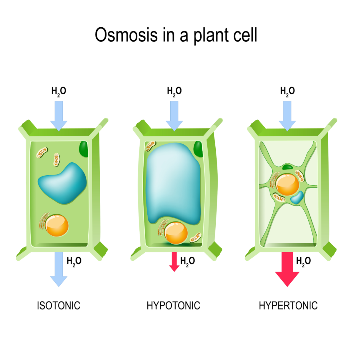 osmosis is a plant cell