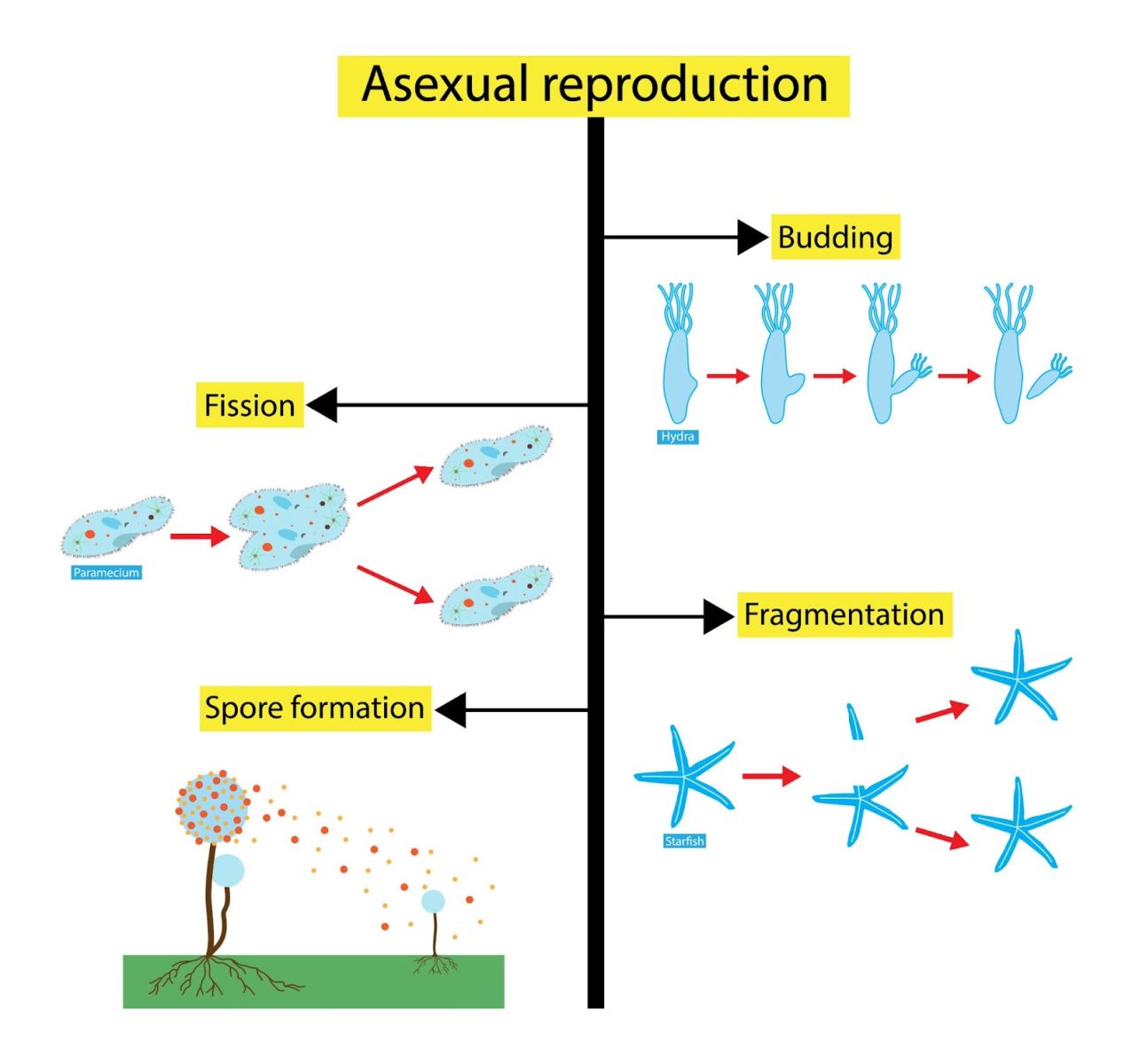 asexual reproduction