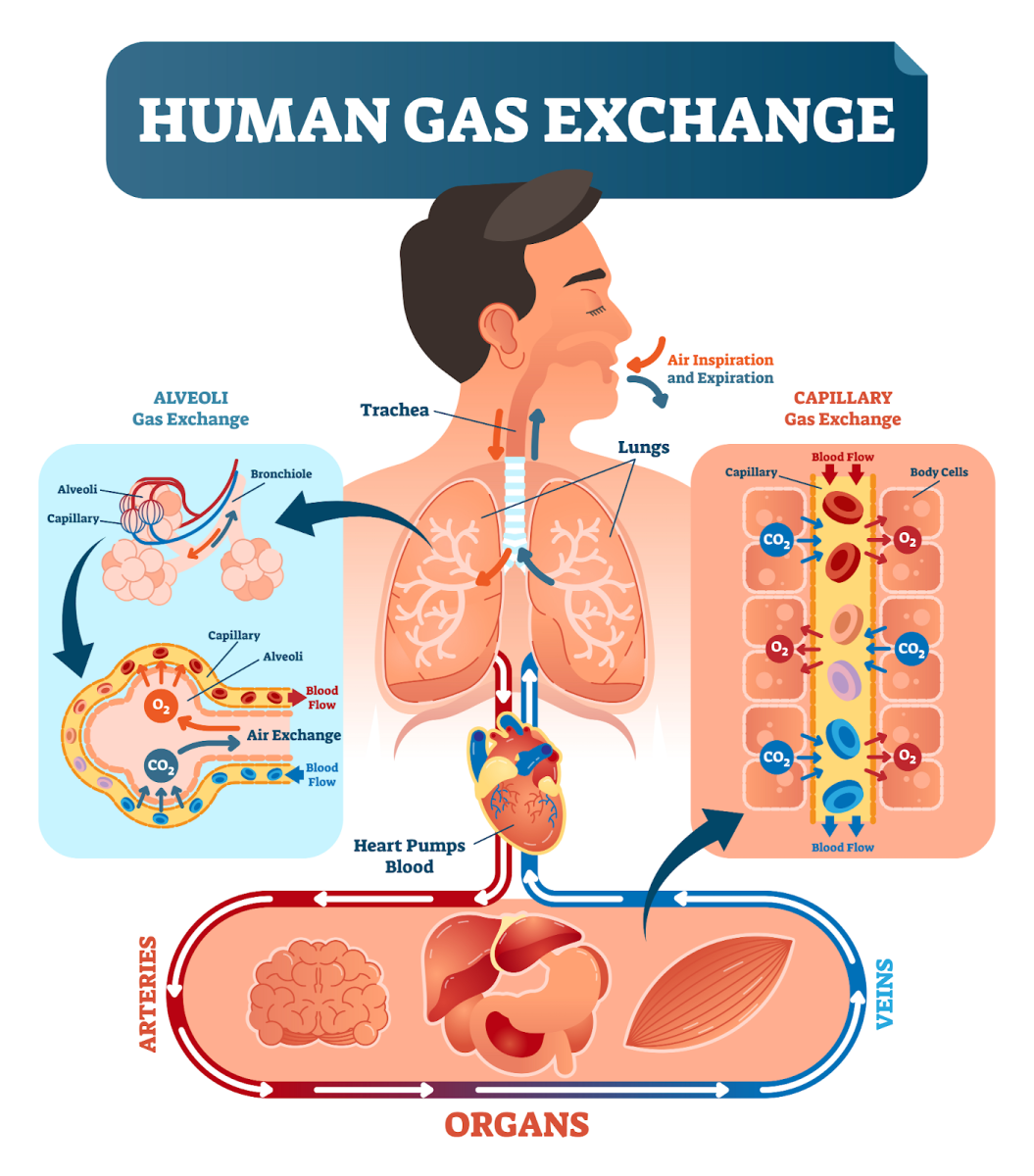 Respiration in Human