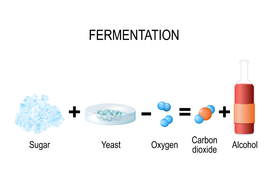 Fermentation in yeast