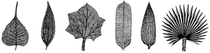 Venation in leaves