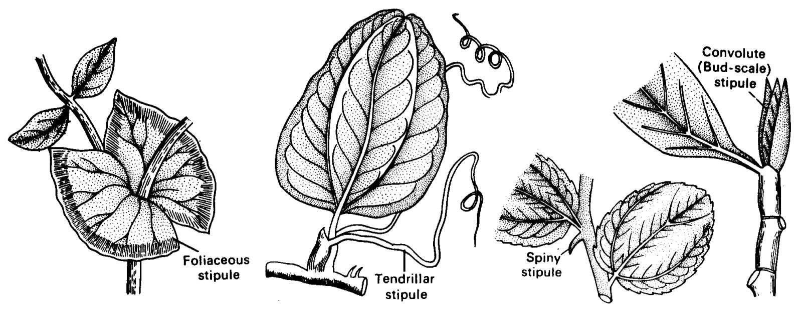 Types of modified stipules