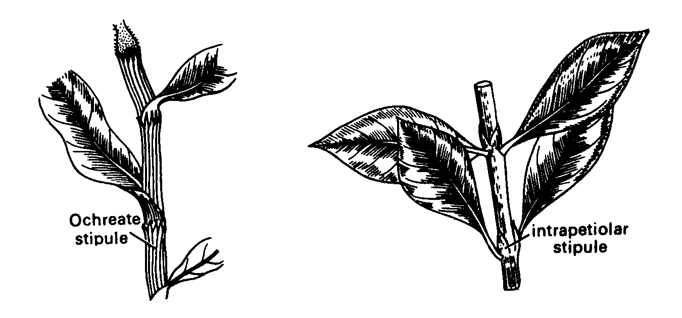 Types of stipules