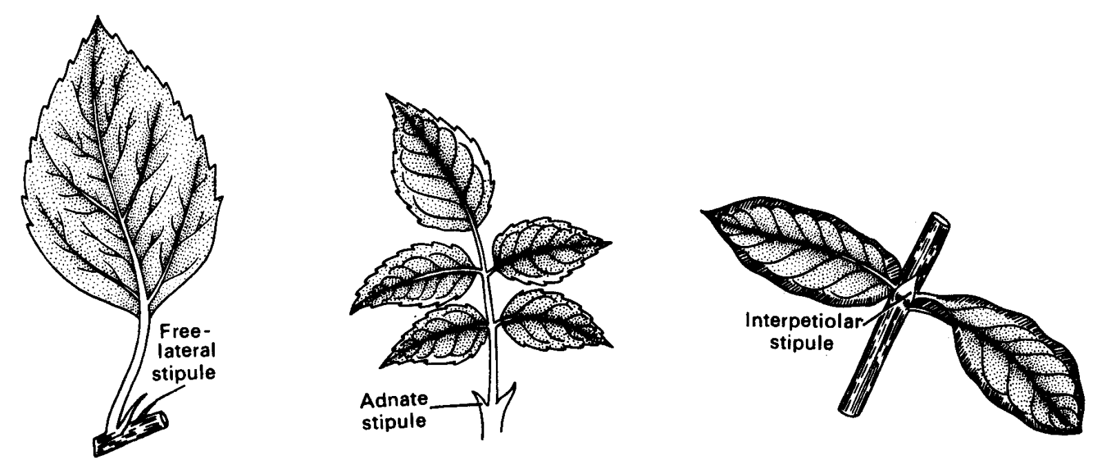 Types of stipules