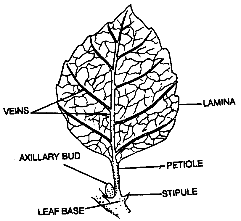 Types of leaves 