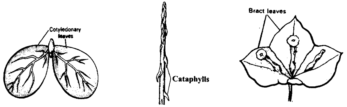 Types of leaves 