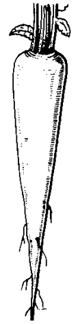 Fusiform root