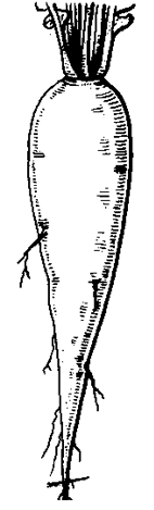 Conical root