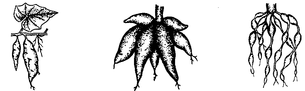 Nodulose roots	Annulated roots	Prop roots