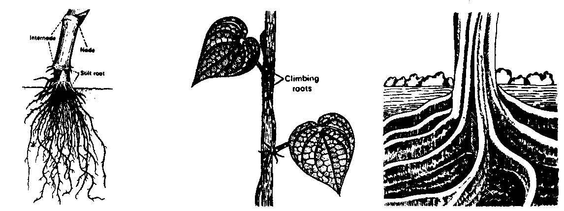 Epiphytic roots	Assimilatory roots	Mycorrhizal roots