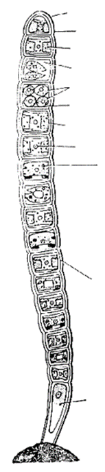 A vegitative Filament