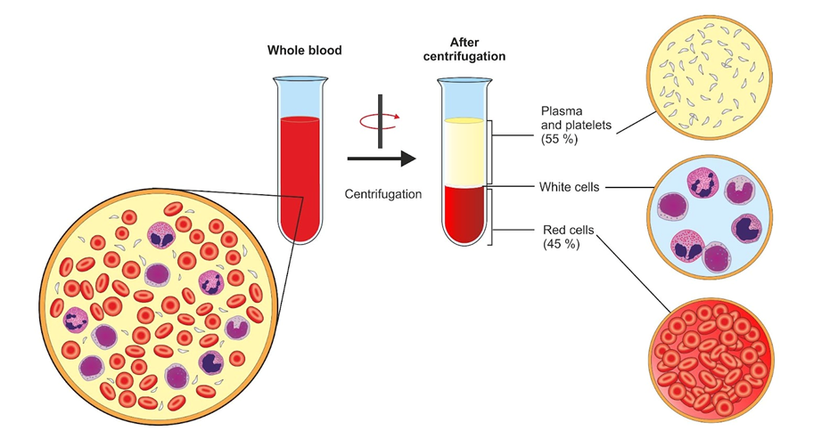 Components of blood after centrifugation