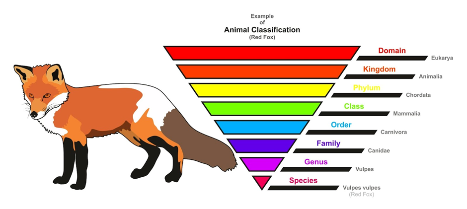 Species is a category of classification which is very specific compared to others.