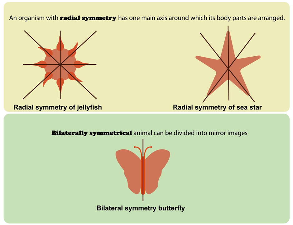 What is symmetry in biology?