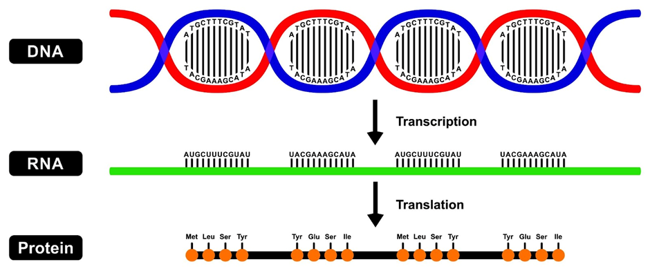 Central dogma