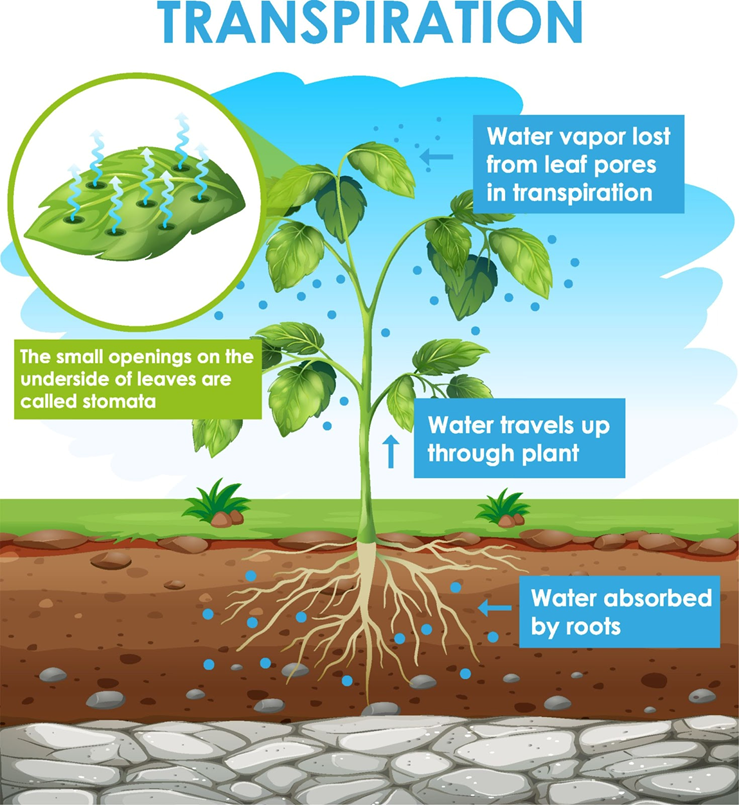 Transpiration