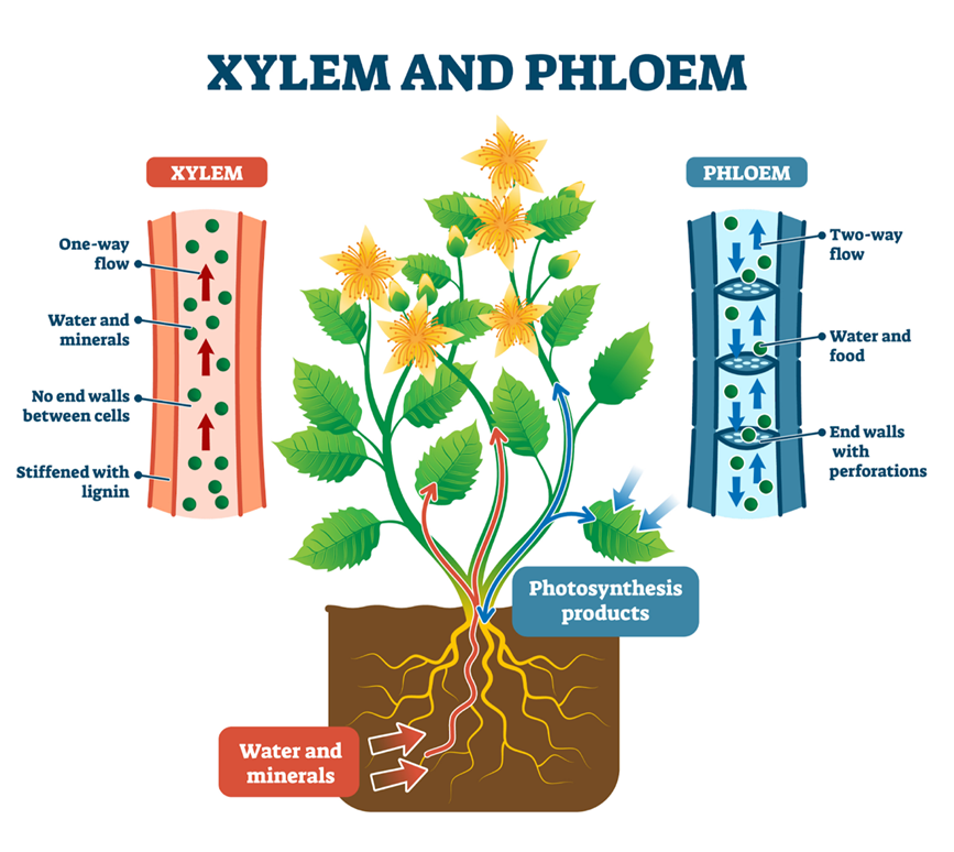 xylem and phloem