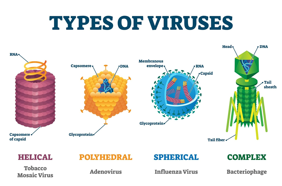 Types of viruses on basis of shape.