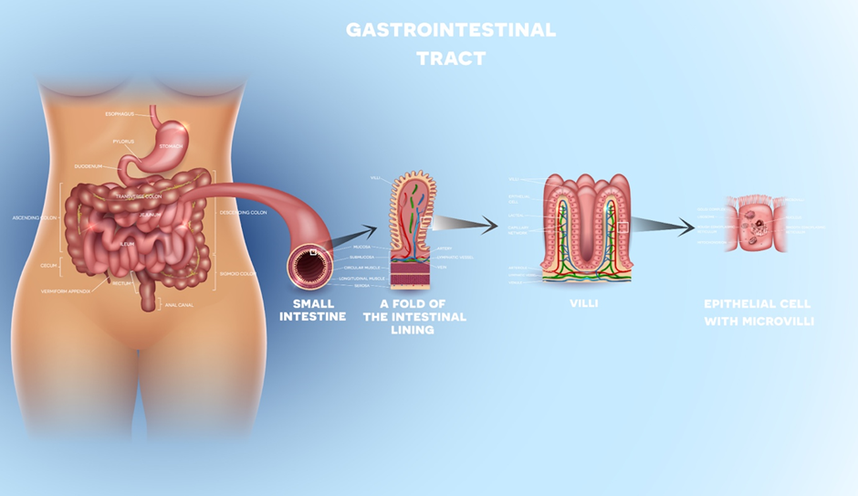 Site for absorption and assimilation of nutrients