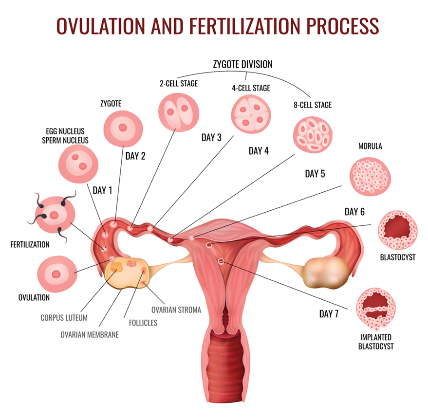 Ovulation and Fertilization oprocess