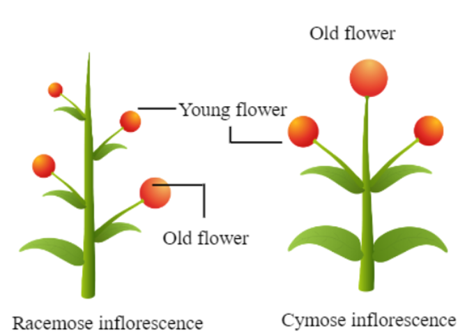 Racemose inflorescence