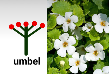 umbel