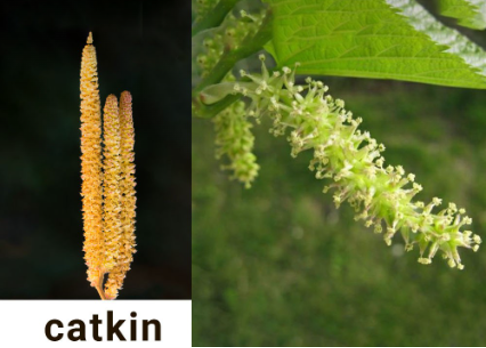 catkin