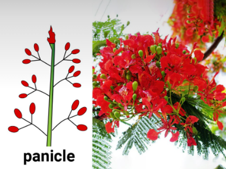 panicle