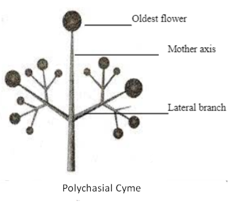 polychasial cyme