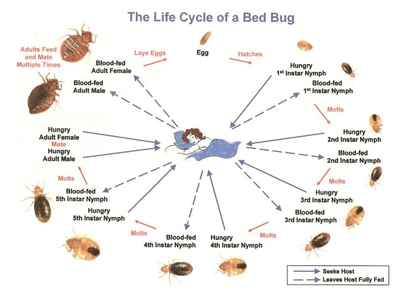 life cycle of bed bug