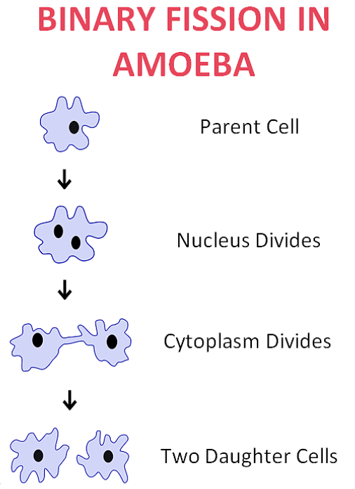 Binary Fission in Amoeba