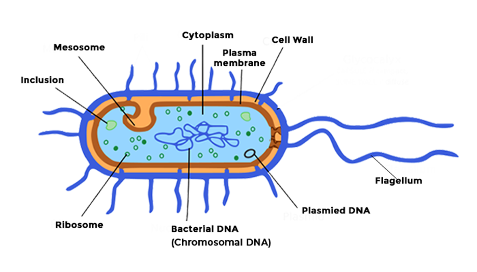 prokaryotic bacteria