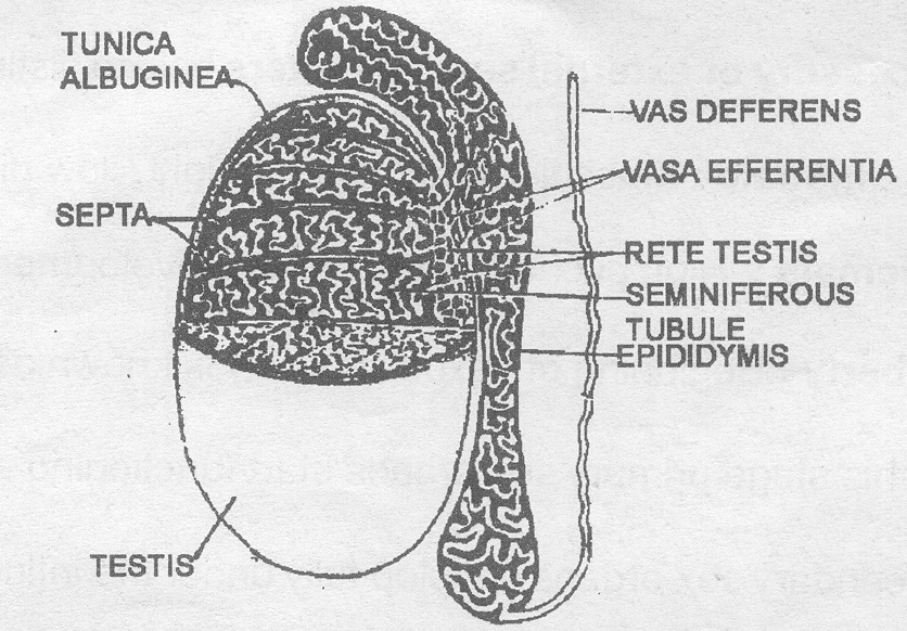 mammalian testis