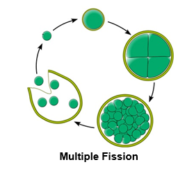 multiplefission