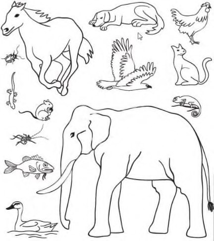 Colour the animals that do not live in your house