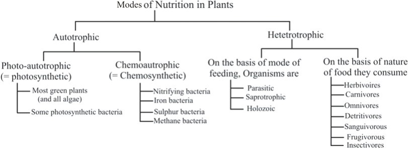 Nutrition